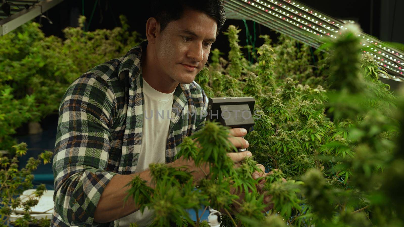 Cannabis farmer use microscope to analyze CBD in curative cannabis farm before harvesting to produce cannabis products