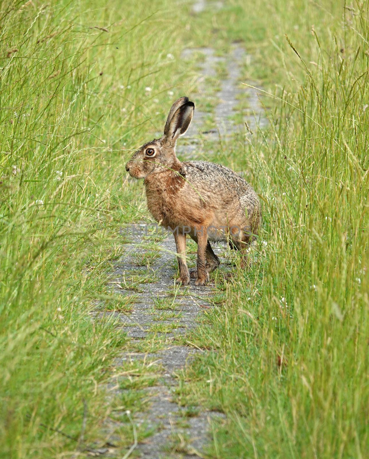 A European hare turning  when he discovered he was not alone on the footpath. He was first running towards the photographer.