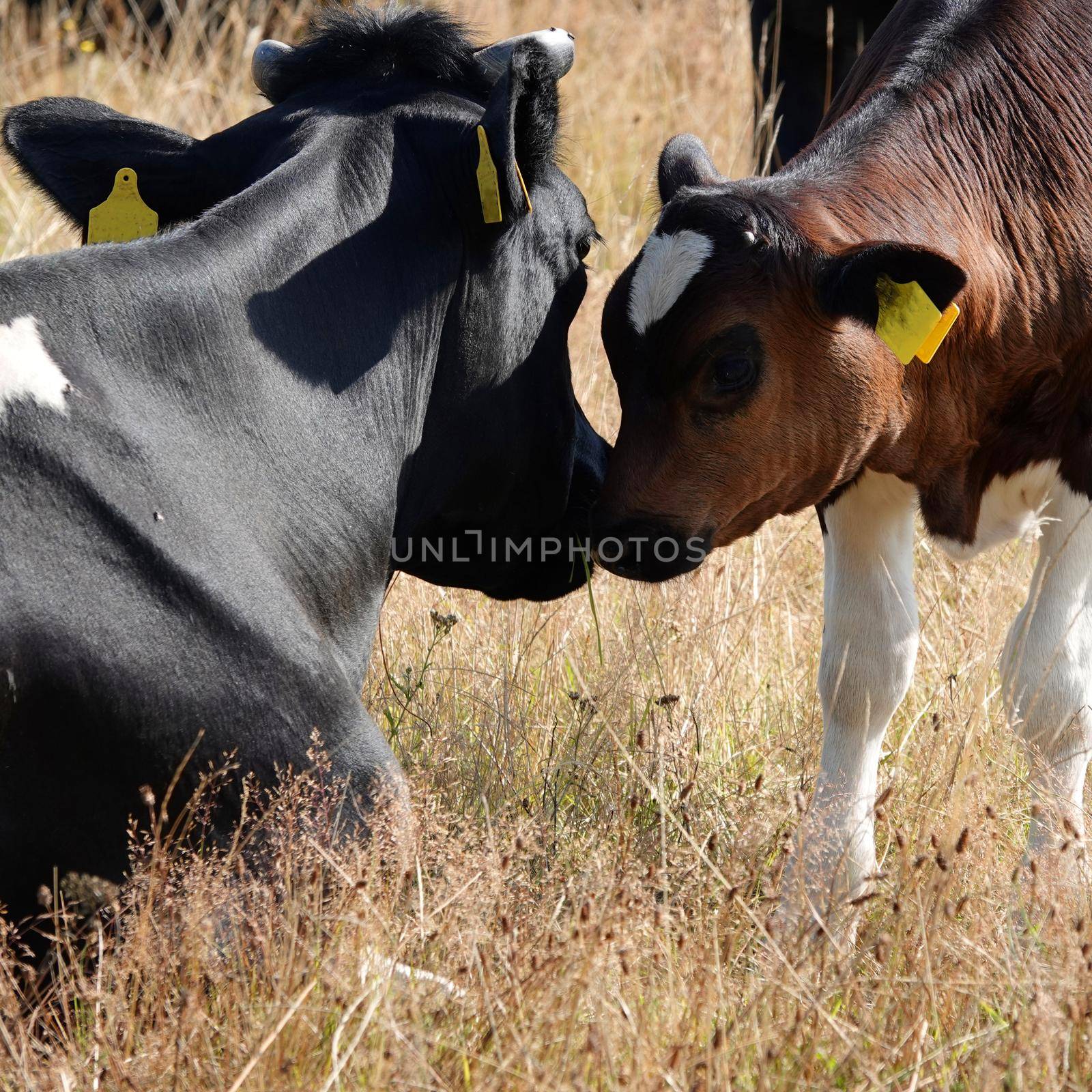 Mother and child, two holstein cows by WielandTeixeira