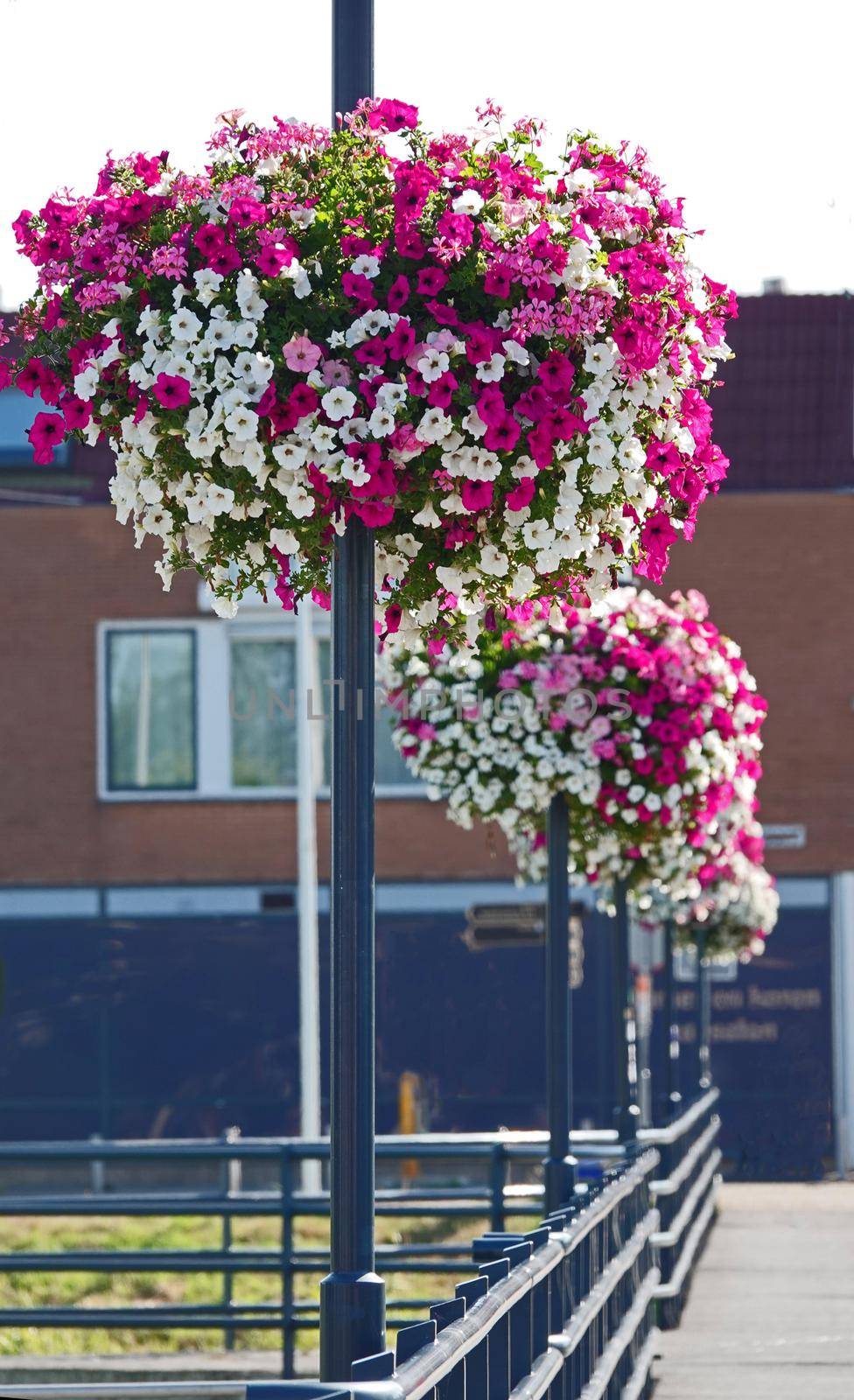 Flower baskets on lamp posts by WielandTeixeira
