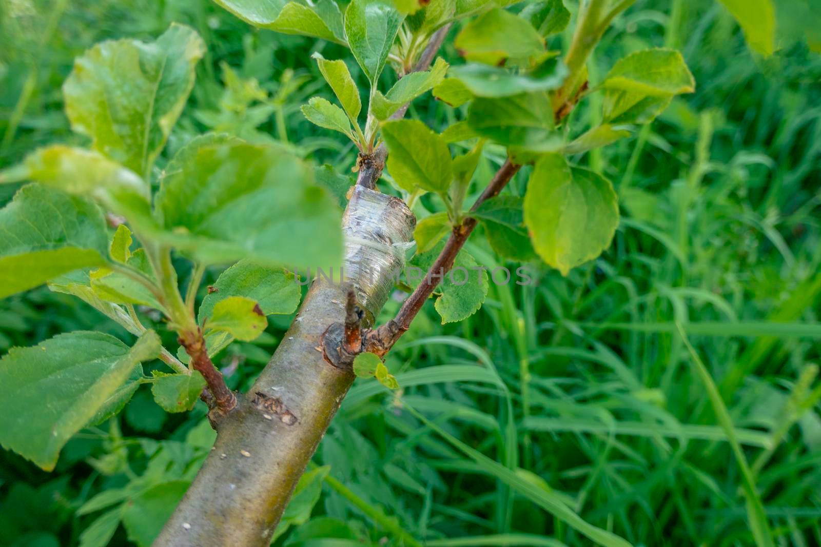 Gardening. Graft an apple tree. Green sprouts of a grafted apple. Successful grafting fruit tree. High quality photo