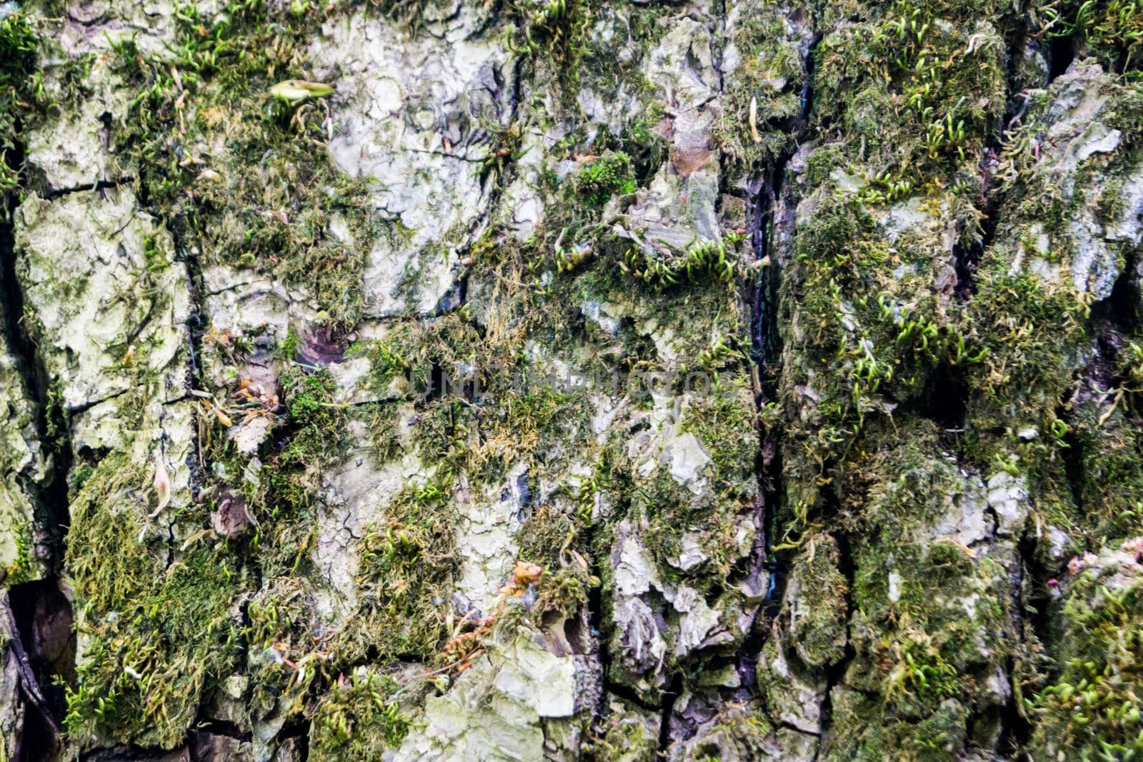 Green moss on the bark of a tree. Close up by Serhii_Voroshchuk