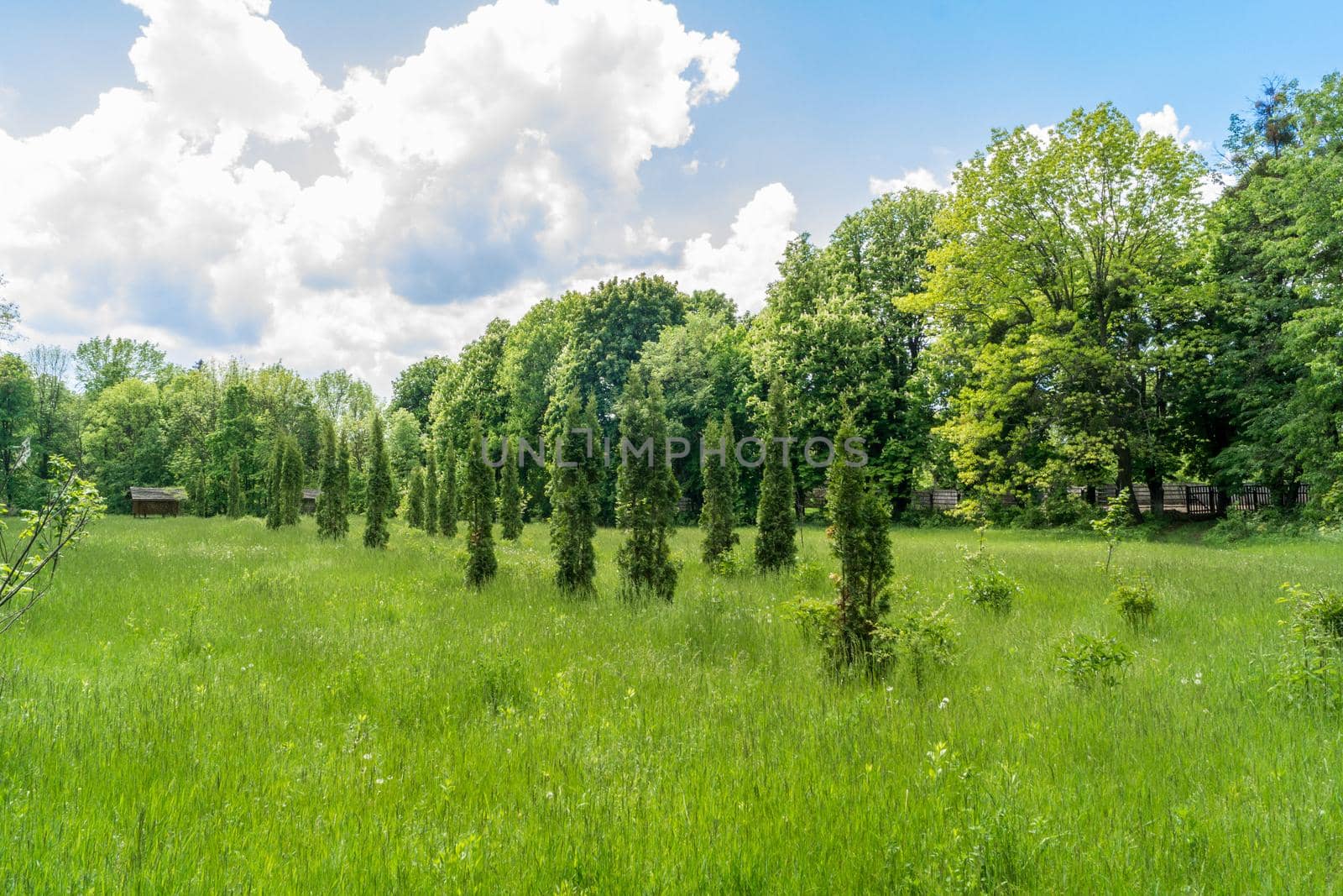 In the park, thuja trees planted in a row grow. Green park in spring