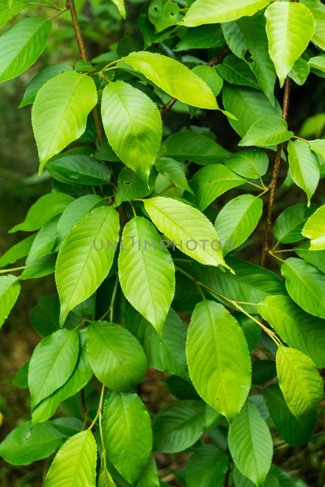 Green leaves of a berry tree. Tree branch with green leaves.