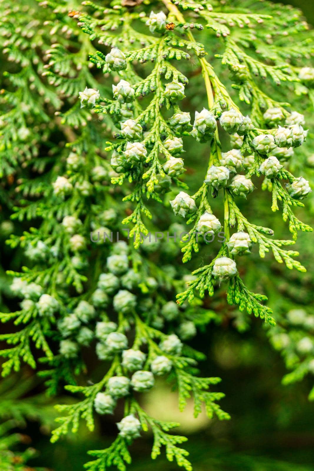 White flower of coniferous green tree. Selective focus.