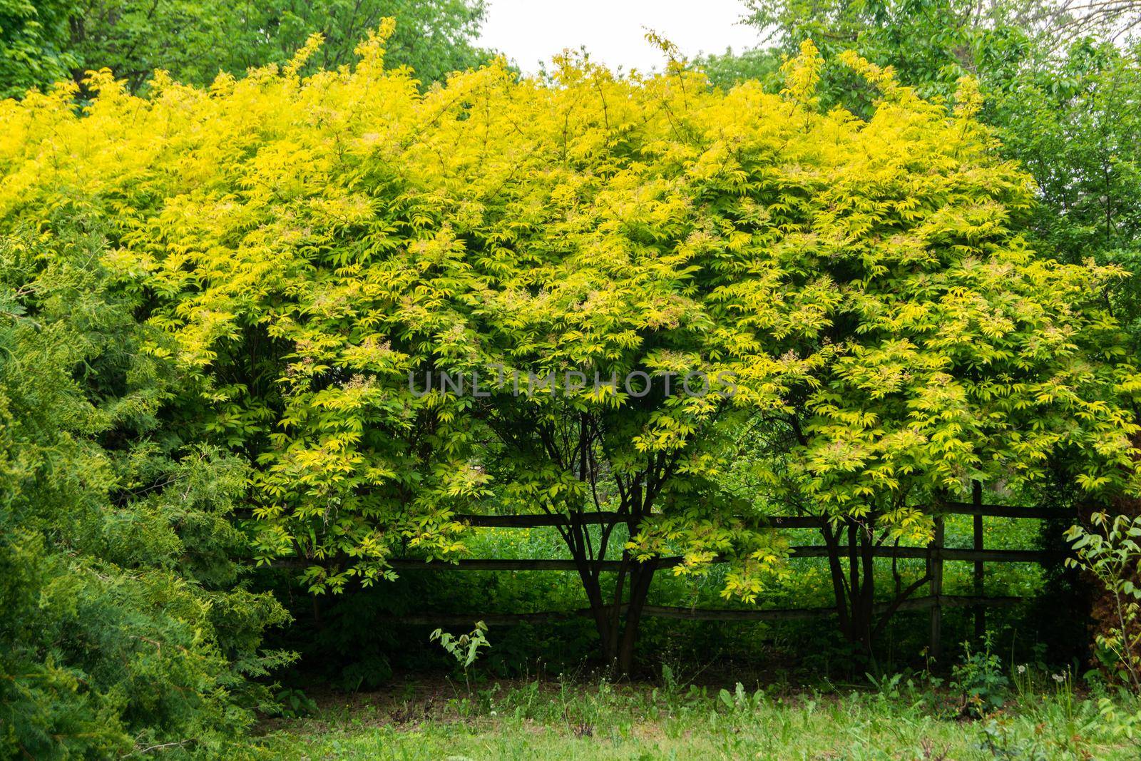 Elder tree with yellow-green leaves. Blurred focus.