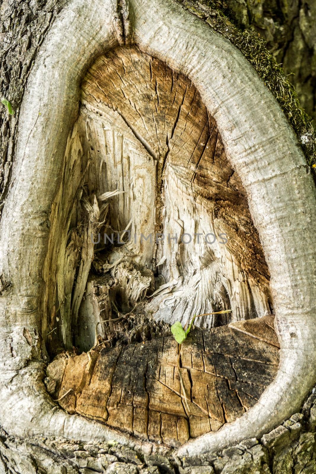 A hollow inside the bark of a large tree. Close up by Serhii_Voroshchuk