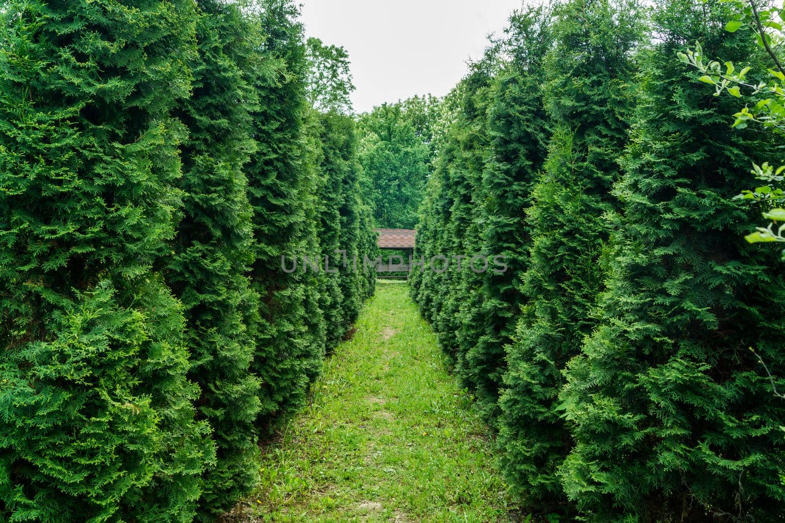 The alley in the park is lined with green thuja on both sides.