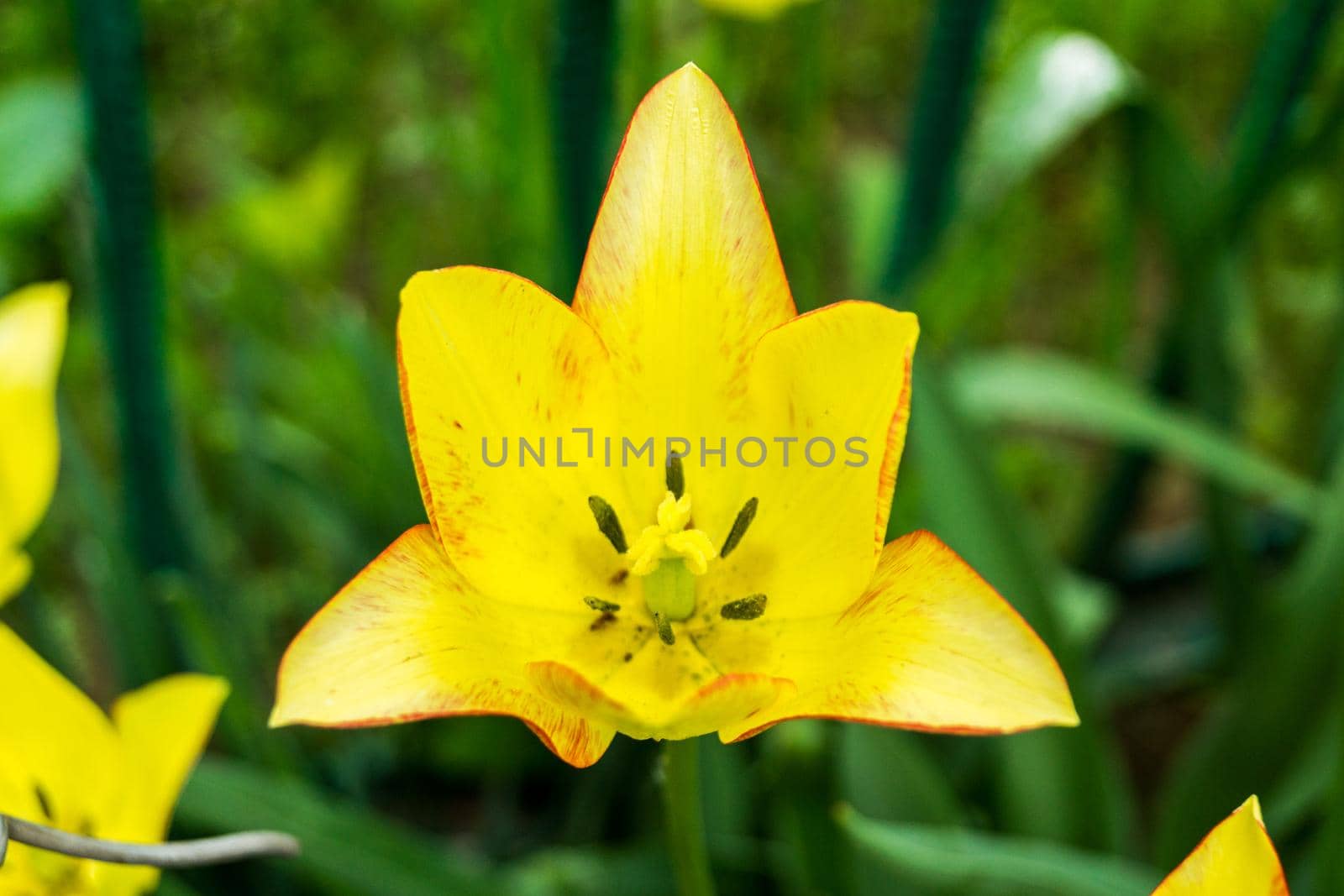 Yellow lily flower on a background of green leaves. Selective focus by Serhii_Voroshchuk