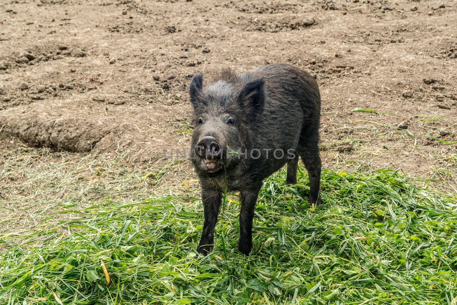 One wild pig eats green plucked grass.