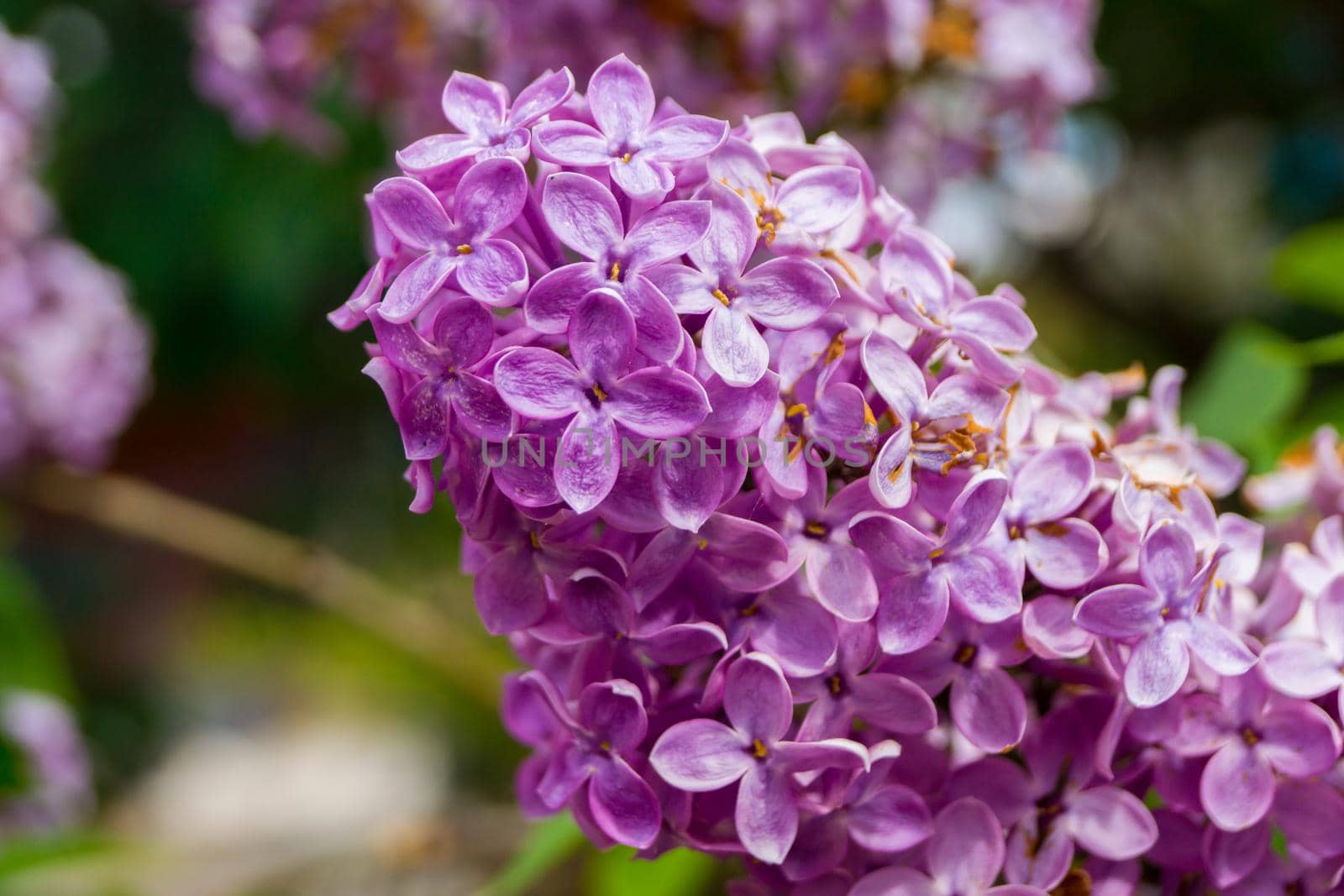 Purple lilac flower. Close up. Soft focus, place for writing