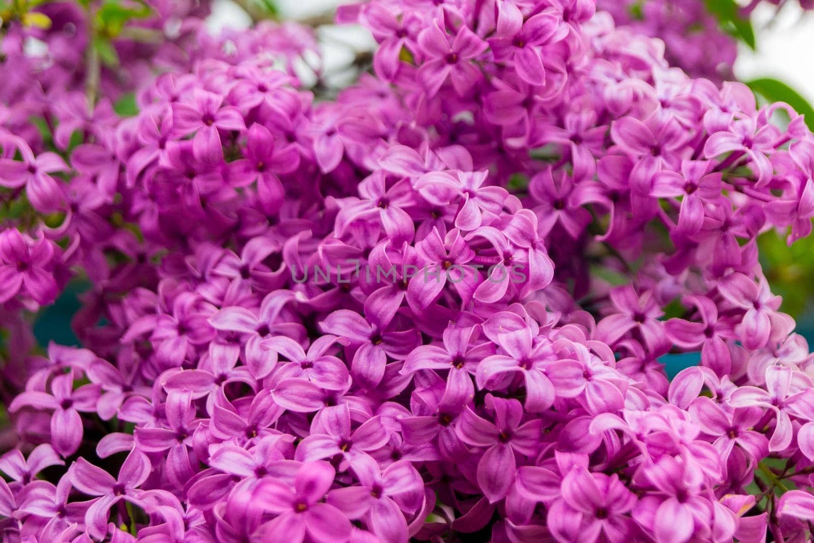 Beautiful purple lilac flower. Close up. Background by Serhii_Voroshchuk