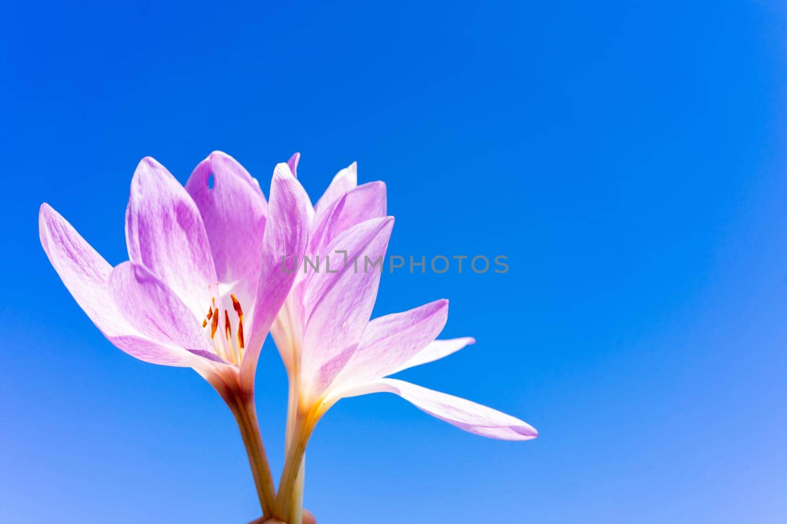 Beautiful crocus flower on a blue background. Place for writing by Serhii_Voroshchuk