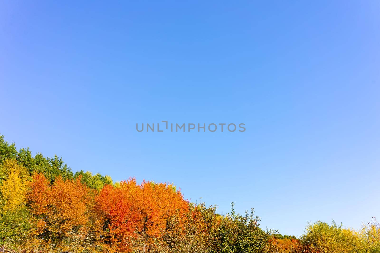Autumn crimson leaves of trees on the background of the blue sky. Place for inscription. Copy space by Serhii_Voroshchuk
