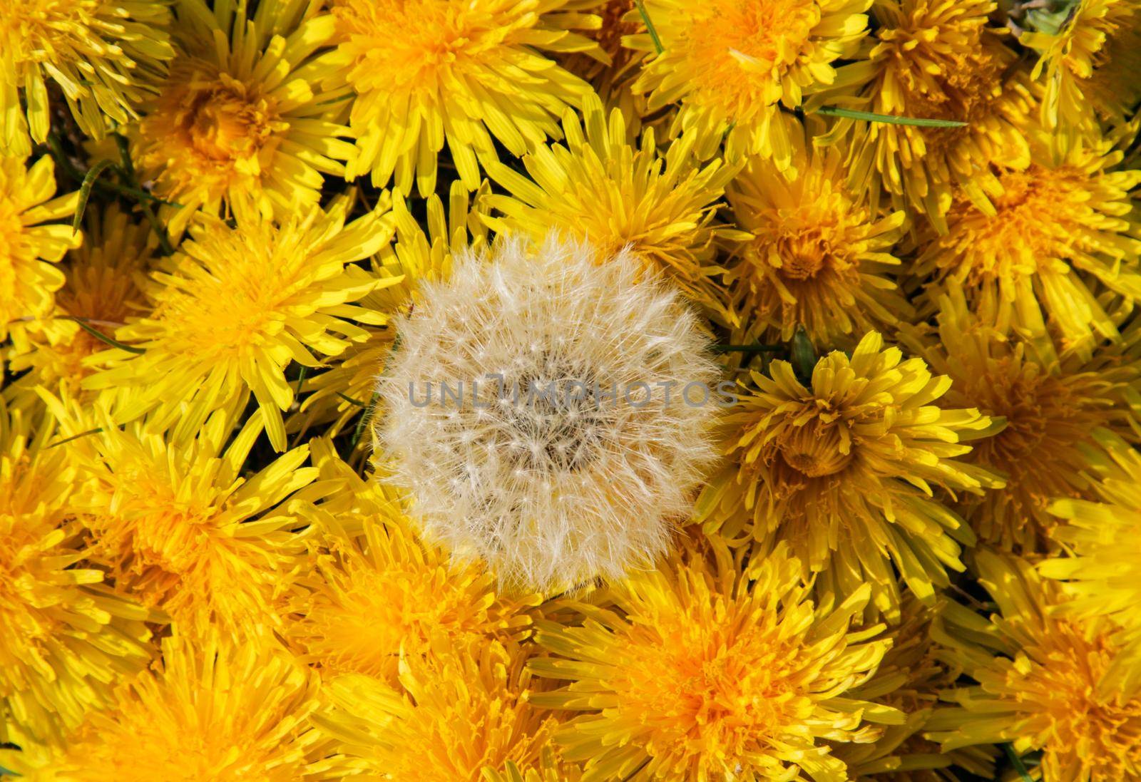 White dandelion on a background of yellow dandelions.