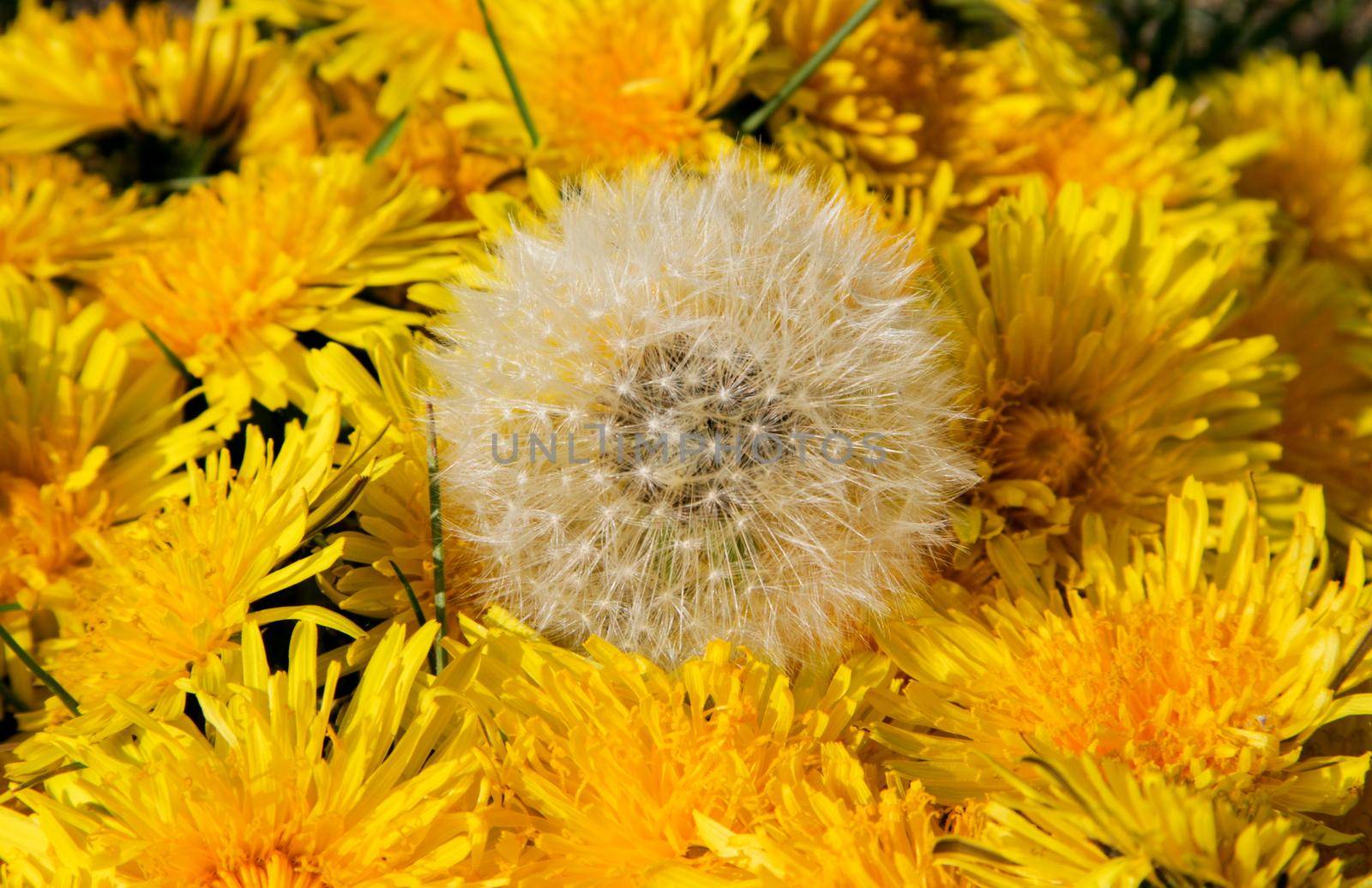 Spring blooming dandelions top view. by gelog67