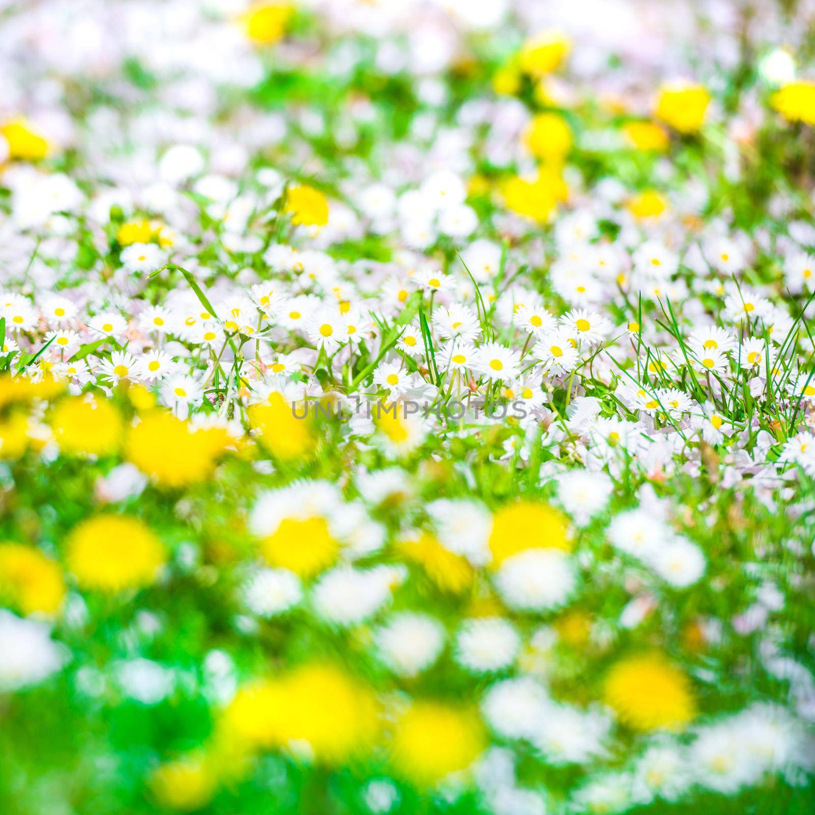 Field of spring flowers by GekaSkr