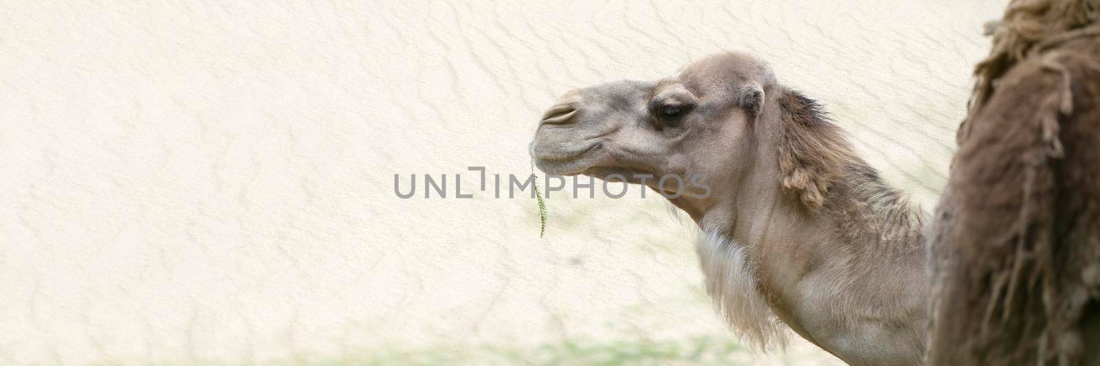 Camel in the desert, close-up. Camel's head close-up on the background of sand in the desert