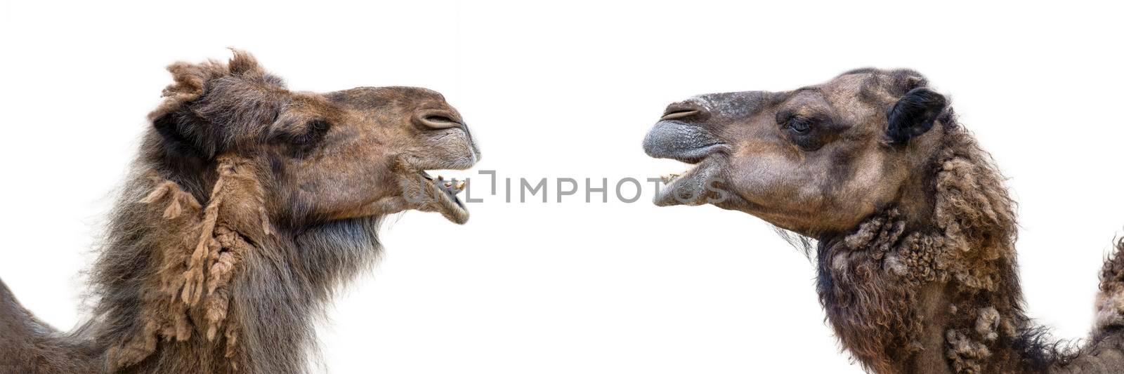 Two smiling camels on a white background. Camel head close up, side view. The camel opened its mouth and showed its teeth.