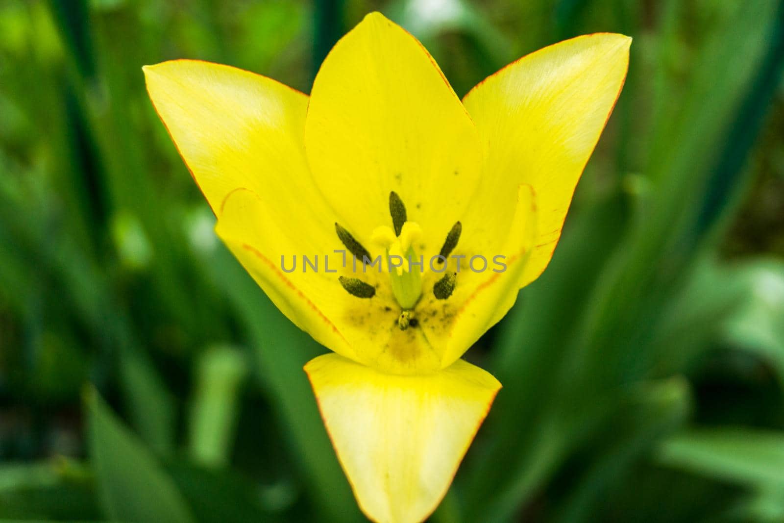 Yellow lily flower on a background of green leaves. Selective focus.