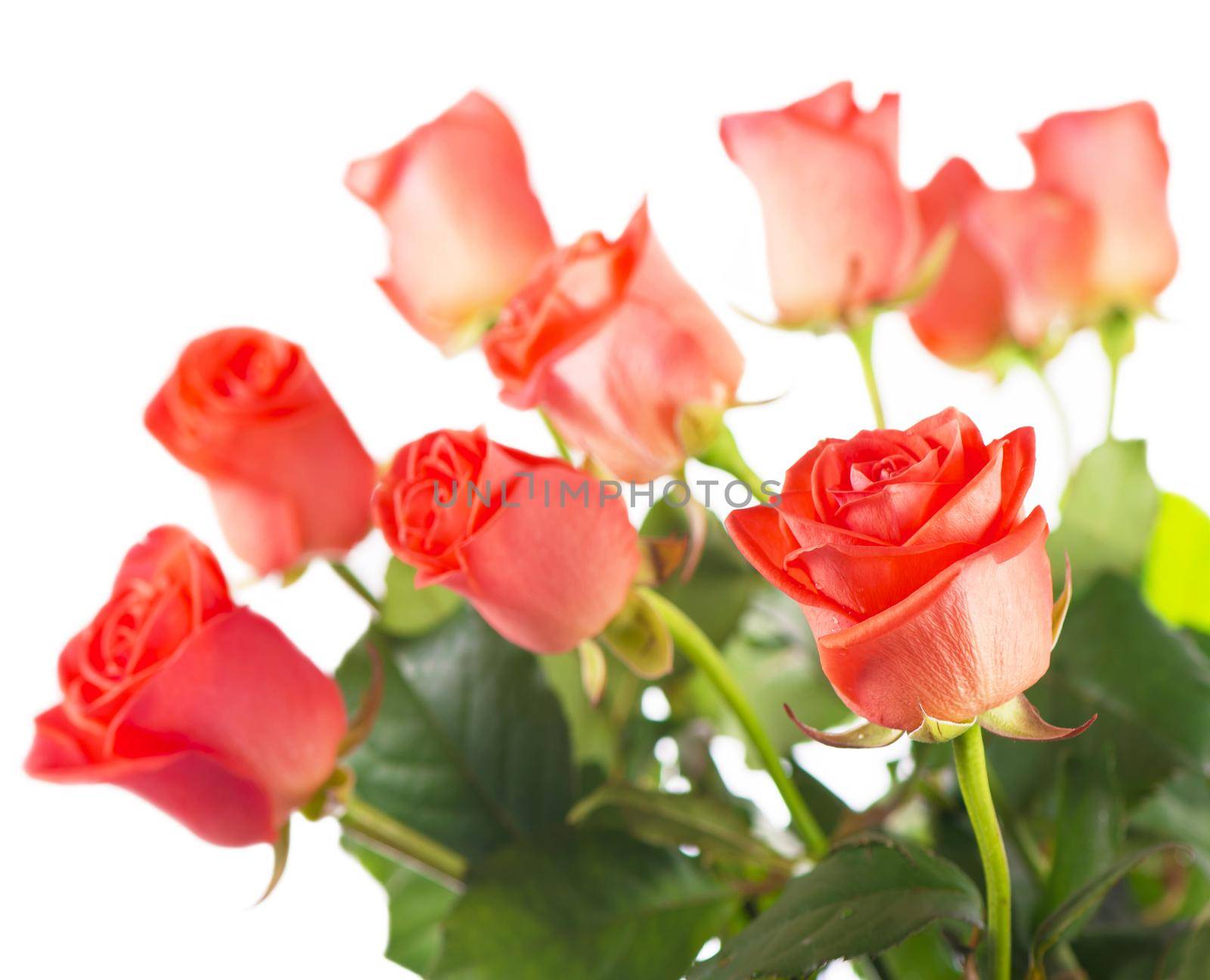 Red rose flower with clipping path, side view. Beautiful roses on stem with leaves isolated on white background.