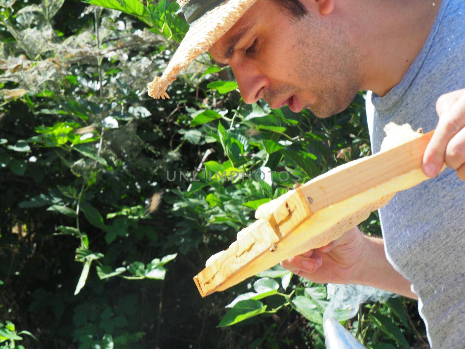 Master bee keeper pulls out a frame with honey from the beehive in the colony. by verbano