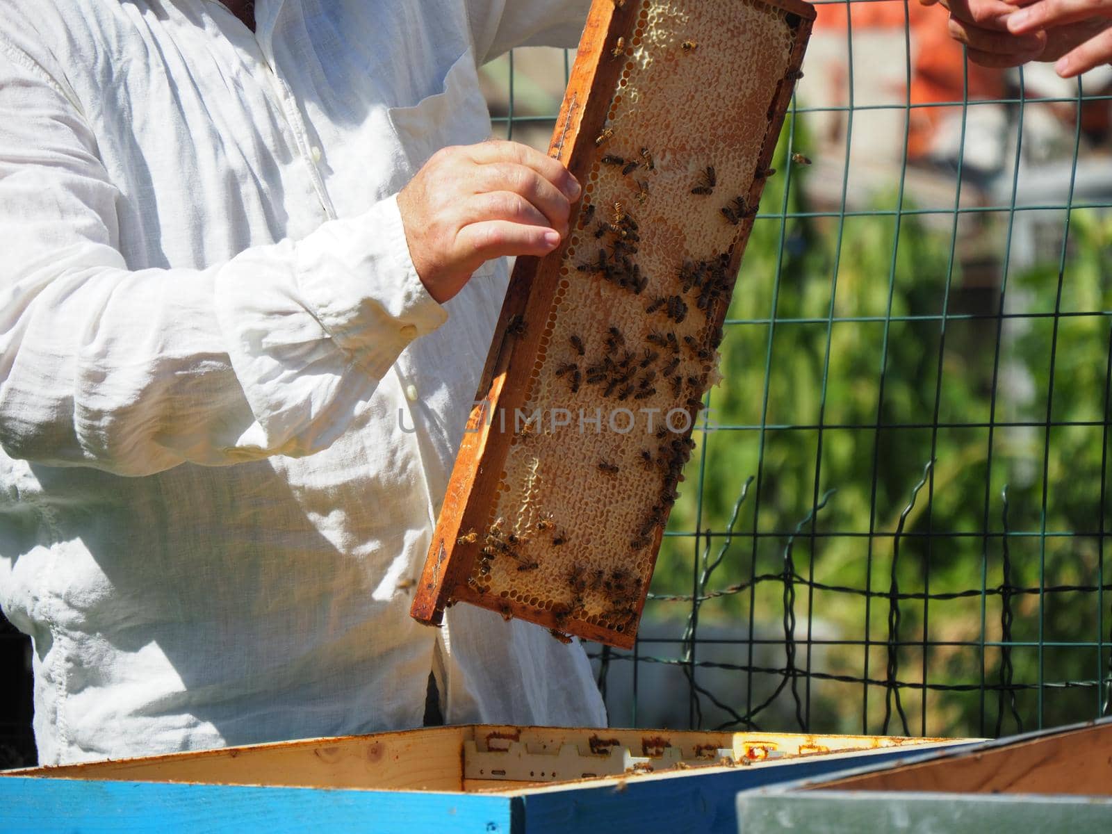 Beekeeper working with bees and beehives on the apiary. Beekeeping concept. Beekeeper harvesting honey Beekeeper on apiary.