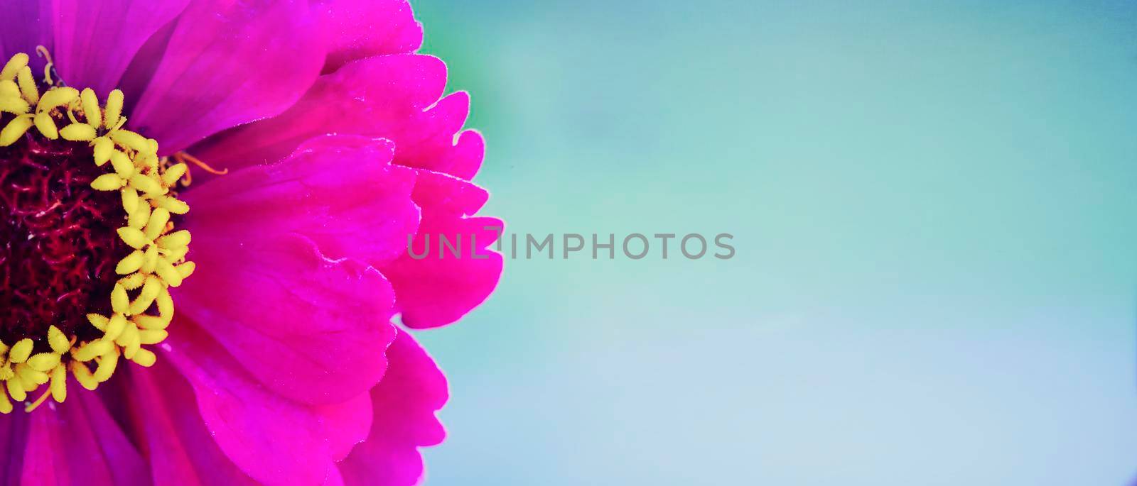 Beautiful pink flower with a yellow core close-up on a green background.