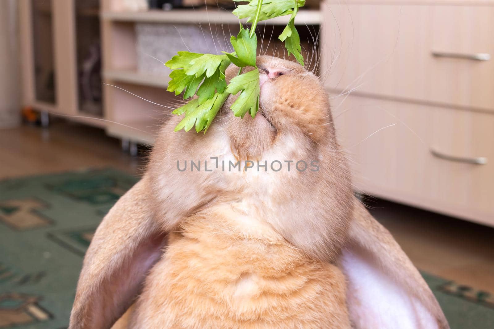 A red domestic rabbit eats greens closeup by Vera1703