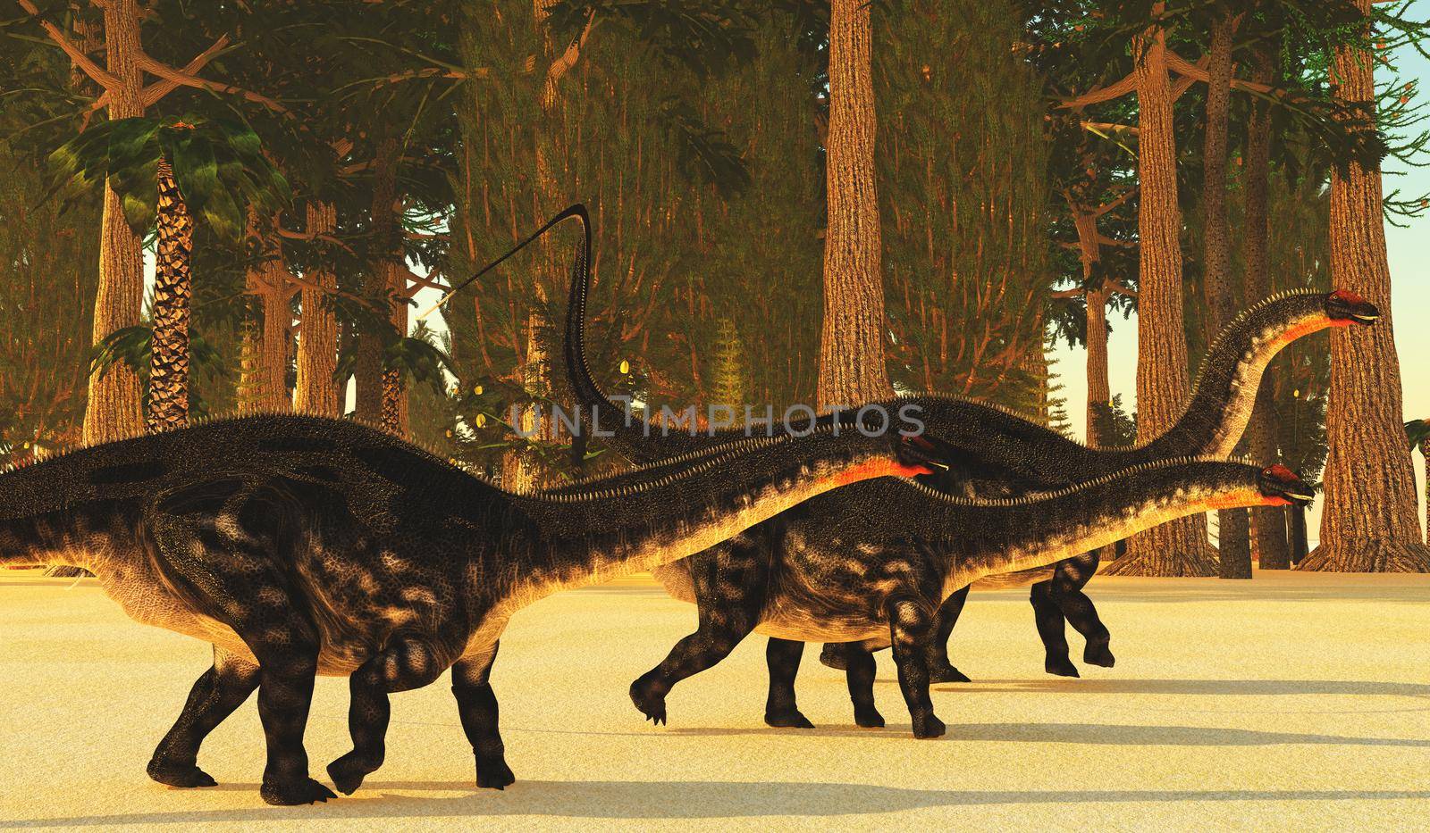 A prehistoric forest during the Jurassic Age of North America dwarfs huge Apatosaurus sauropod dinosaurs.