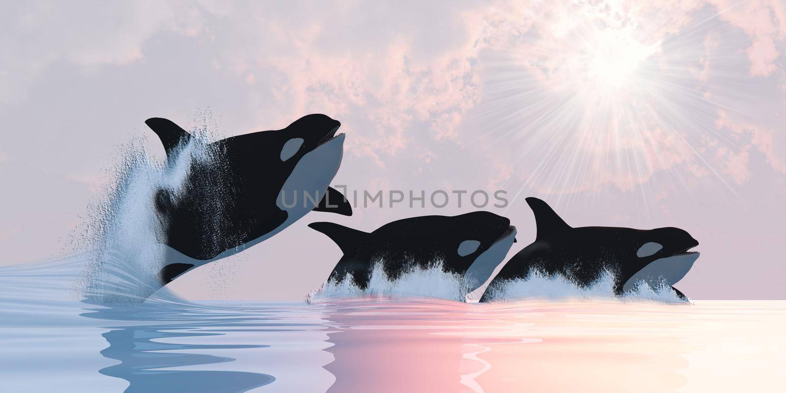 Three Female Killer Whales by Catmando