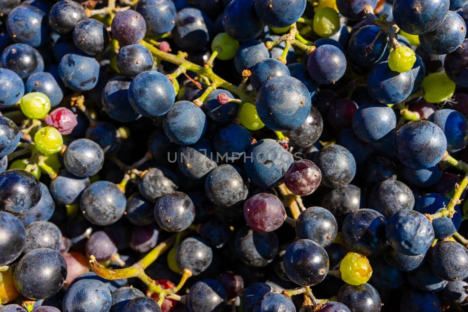 Background of freshly picked grapes. Bunch of picked blue grapes by Serhii_Voroshchuk