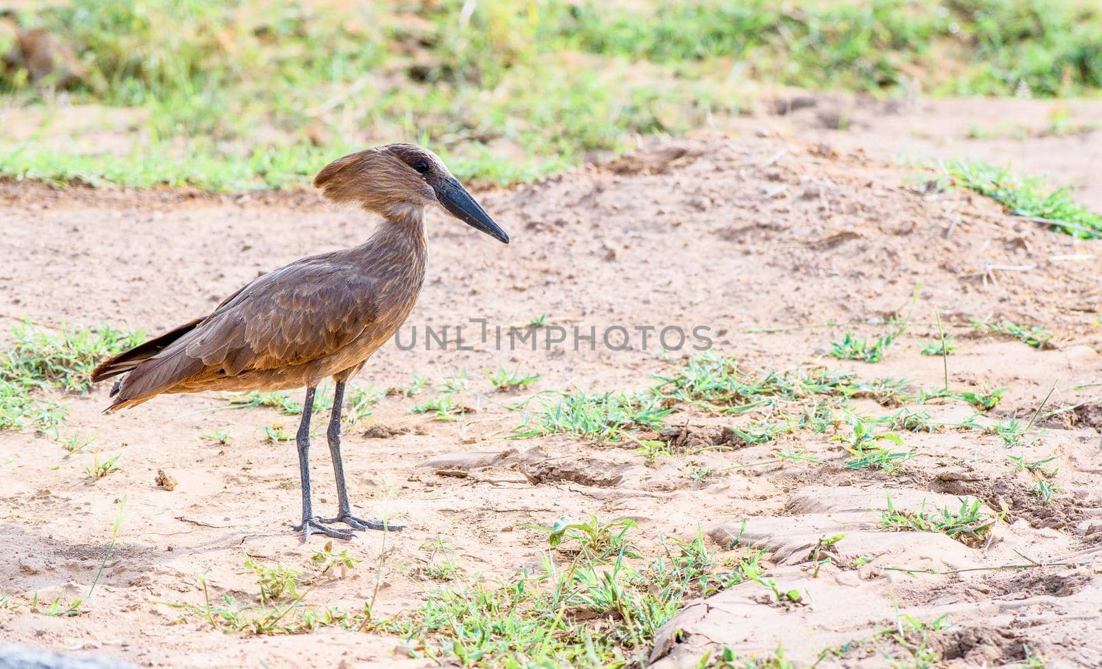 It's hammer time. Hammerkop foraging for food in Kenya