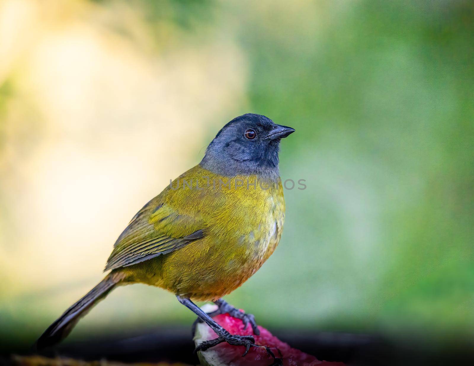 Large footed finch munching on some fruit in Costa Rica