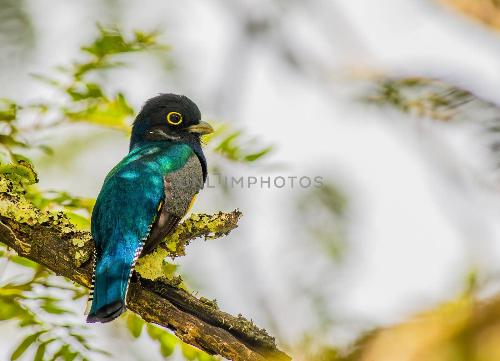 Gartered Trogon perched on a tree in Tikal Guatemala