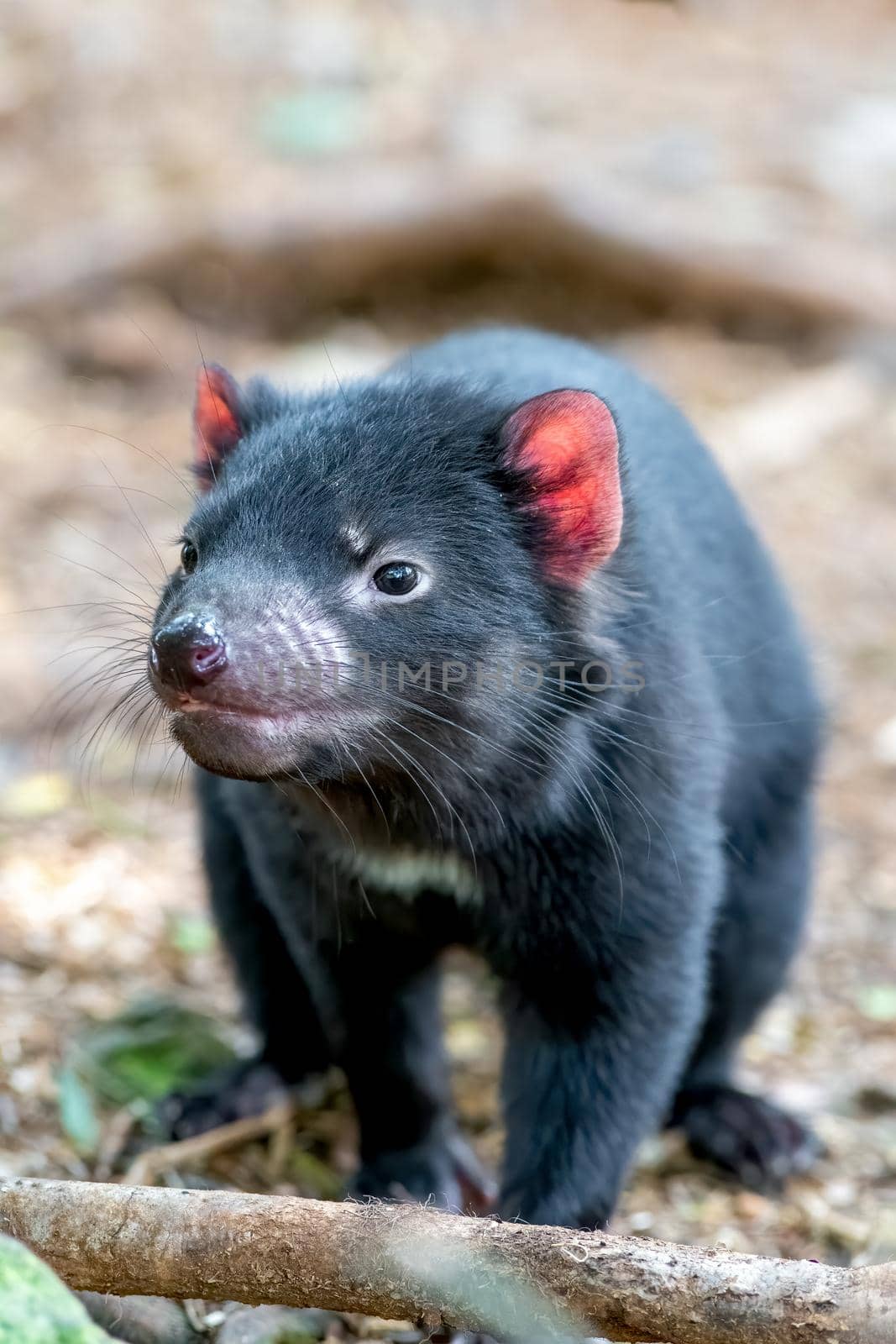 Tasmanian devil mom watching over her kids in Tasmania