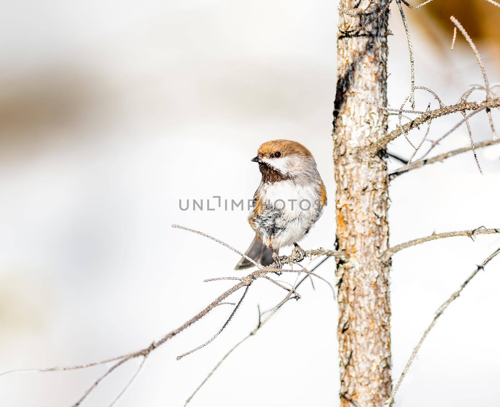 Boreal Chickadee perched on a tree in Saz Zim Bog Minnesota