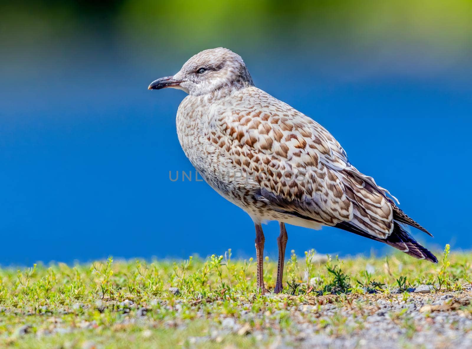 Herring Gull taking a break by a lake in Canada