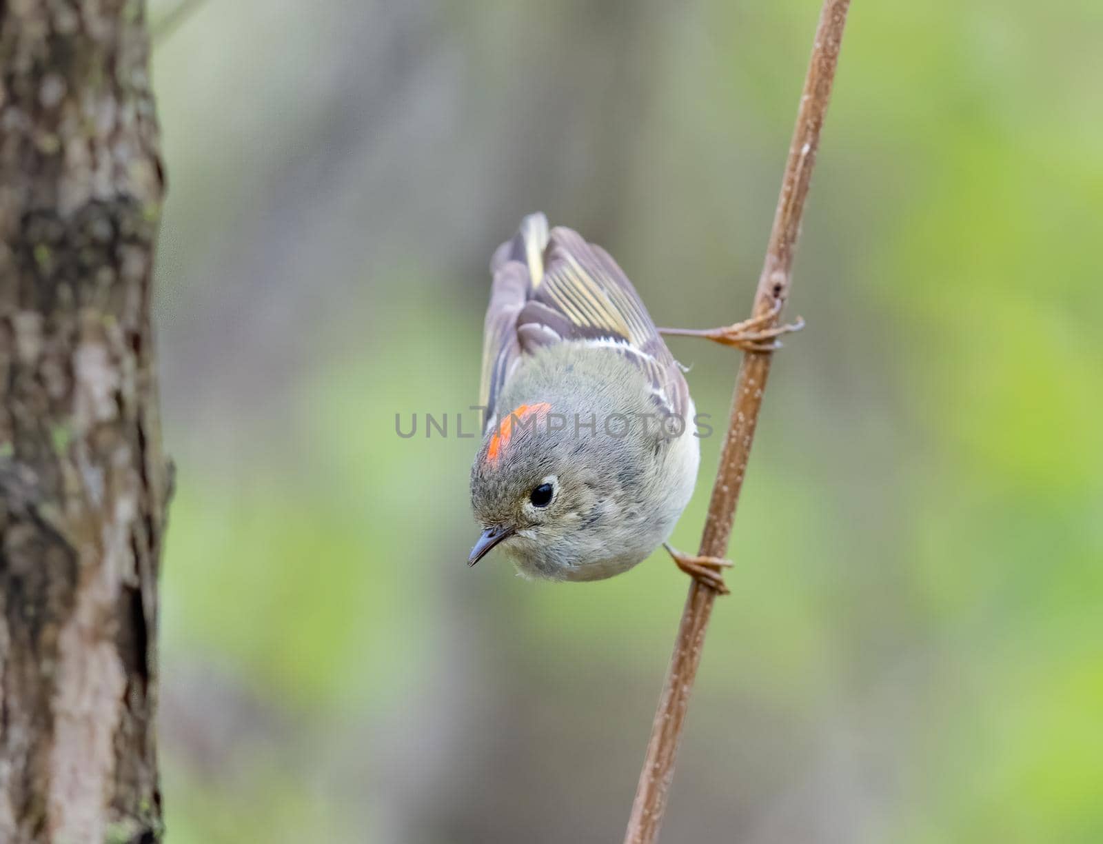 Ruby crowned kinglet perched vertical on a tree in Michigan