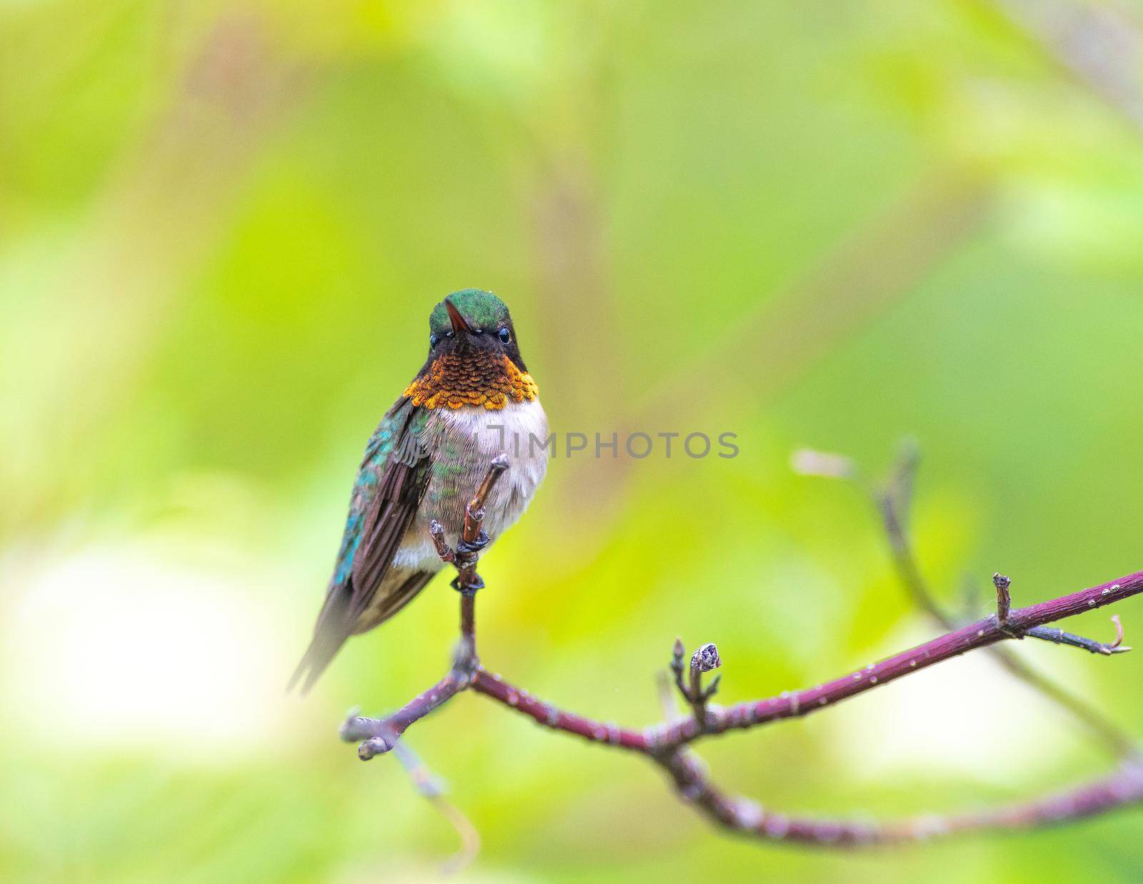 Ruby throated hummingbird perched on a tree in Minnesota