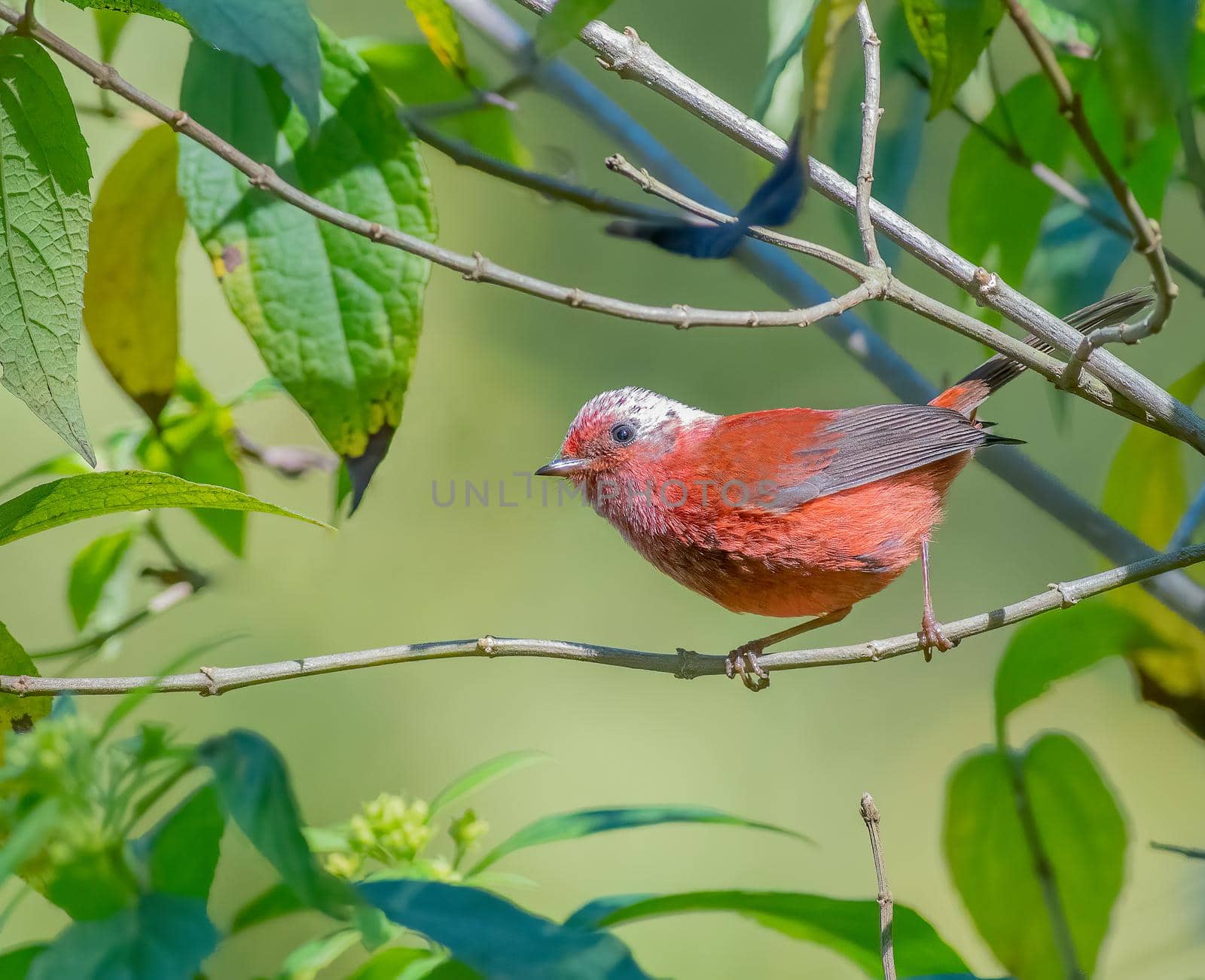 Pink headed warbler perched on a tree in Guatemala