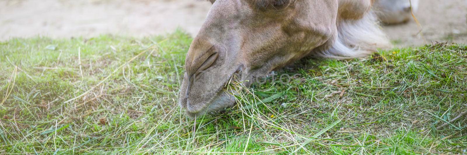 Close-up of a camel's head. Close-up of the nose and mouth. Camel eats grass. by SERSOL