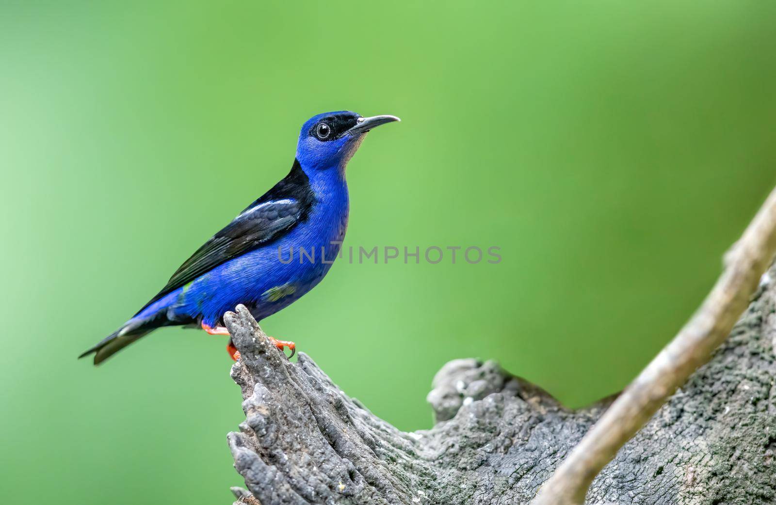 Shining honeycreeper perched on a dead tree in Costa Rica