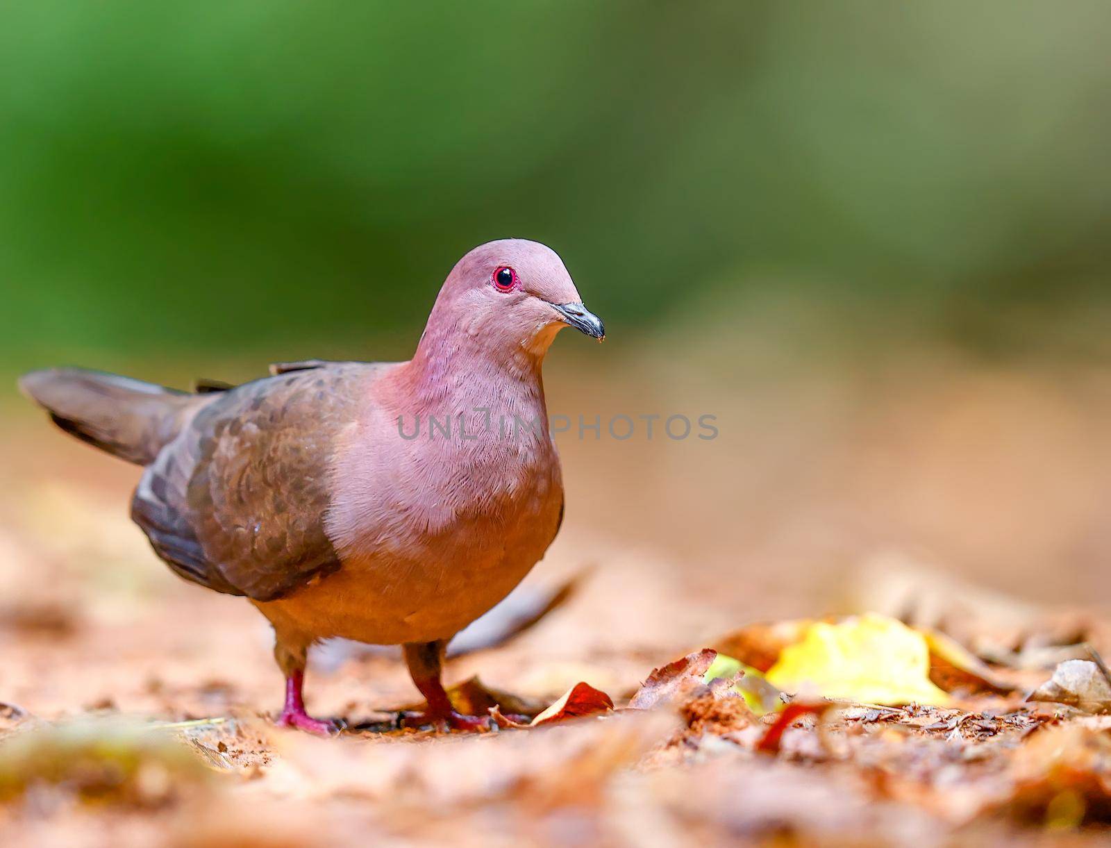 Ruddy pigeon foraging for food on the ground in Panama