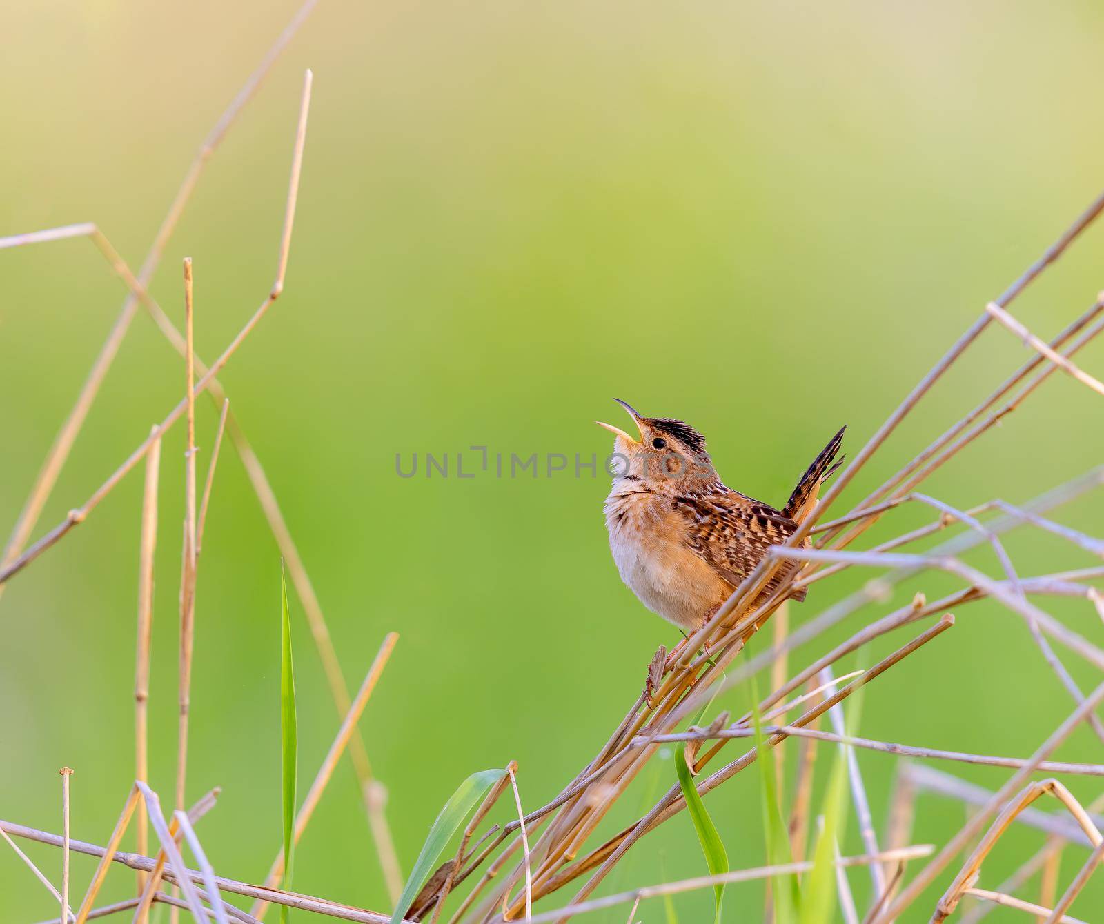 Sedge wren singing its heart out at dawn in Michigan