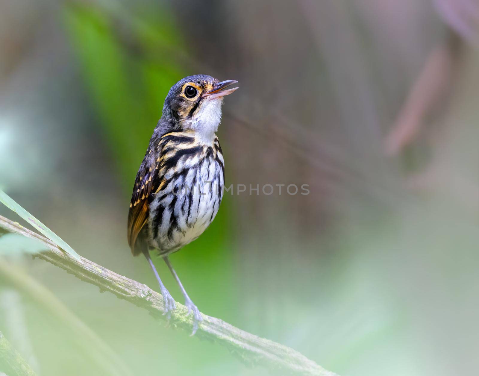 Streak chested antpitta singing its heart out in Panama