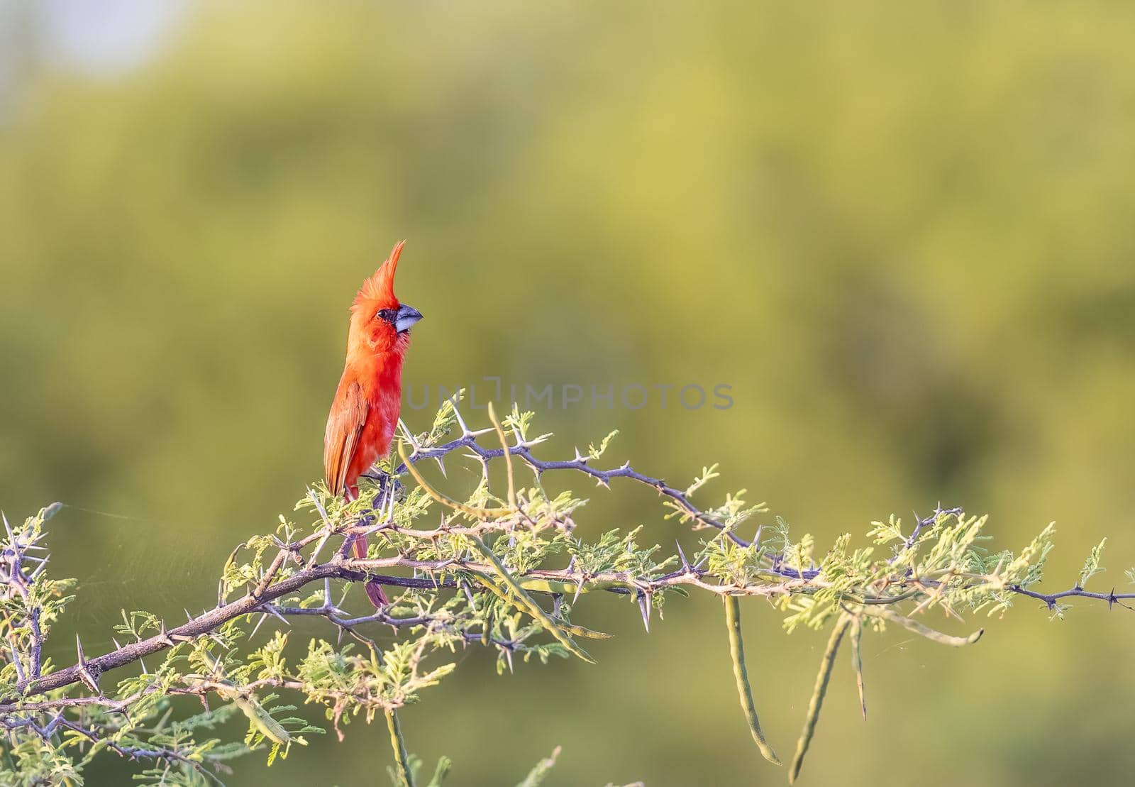 Vermilion cardinal perched on a tree at high noon in Camarones Colombia
