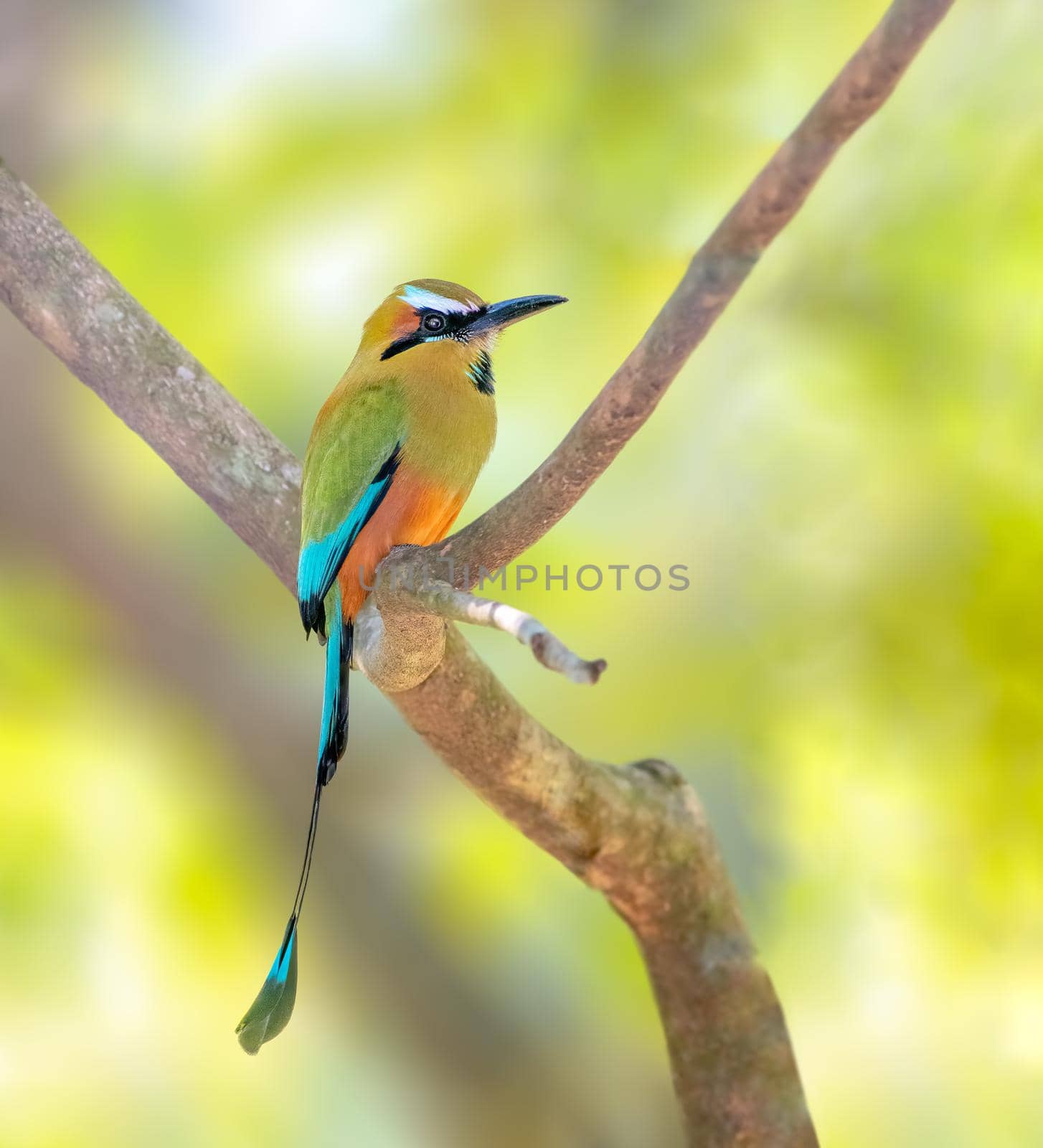 Turquoise browed motmot perched on a tree in El Salvador