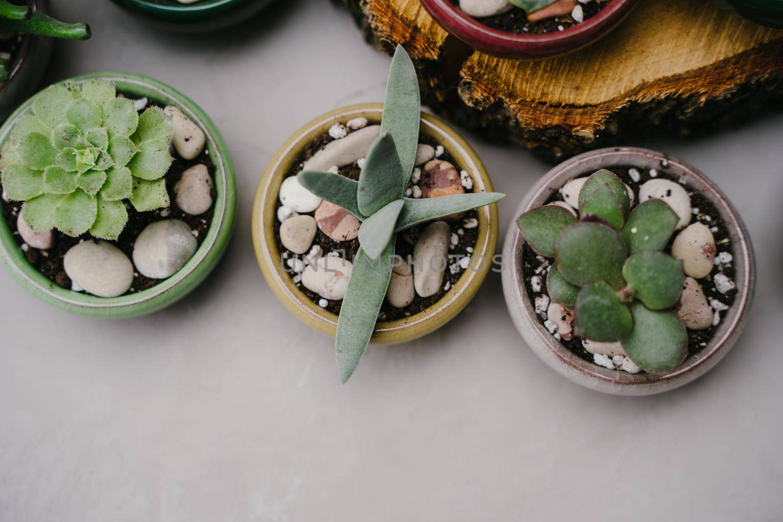 Top view of the small indoor plants. Succulents in beautiful little pots stand on wooden sawn-offs. Green indoor plants. Landscaping the interior of a home or office. Small plants at the flower shop.