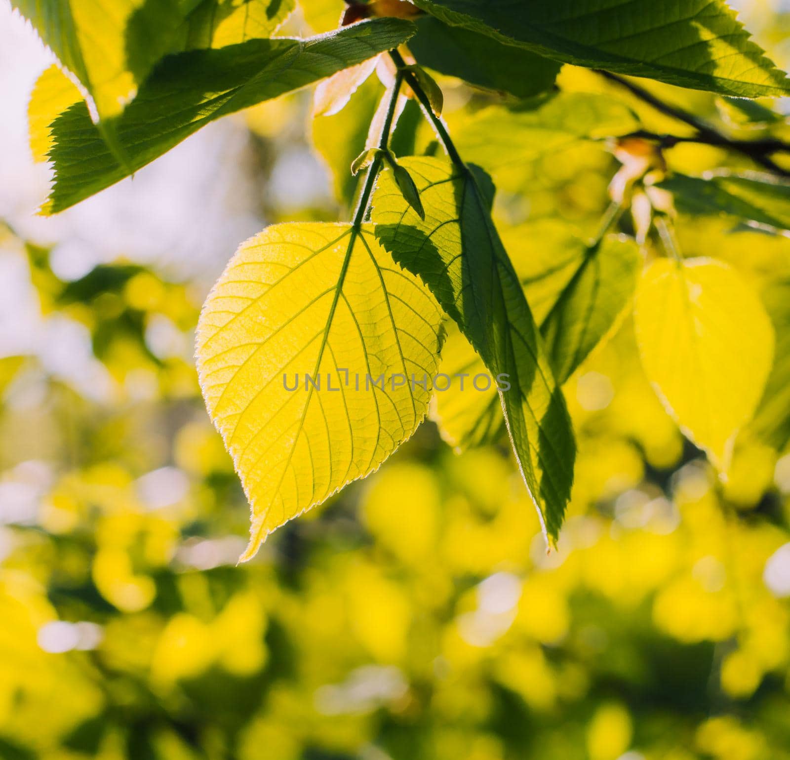 A branch with green leaves is illuminated by the sun . Spring. Young leaves. Natural background. Copy space. by alenka2194